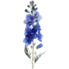July - Larkspur