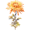 November - Chrysanthemum
