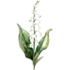 May - Valley Flower