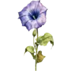 September - Morning Glory