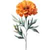 October - Marigold