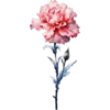 January - Carnation
