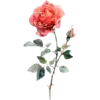 June - Rose