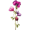 April - Sweet Pea