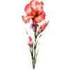 August - Gladiolus