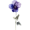 February - Violet