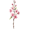 March - Cherry Blossom