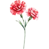 January - Carnation