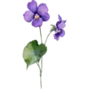 February - Violet