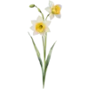 December - Narcissus