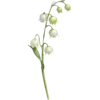 May - Valley Flower