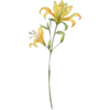 June - Honeysuckle
