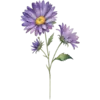 September - Aster
