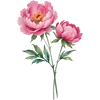 Nov - Peony