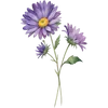 Sep - Aster