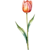 Apr - Tulip