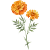 Oct - Marigold