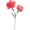 Jan - Carnation