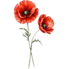Aug - Poppy