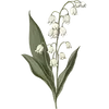 May - Valley Flower