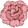 Carnation - January