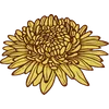 Chrysanthemum - November