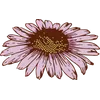 Aster - September