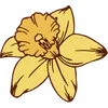 Daffodil - March