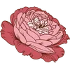Rose - June
