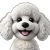 Curly-Coated Dog