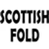 Scottish Fold