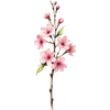 Mar - Cherry Blossom