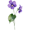 Feb - Violet