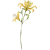 Jun - Honeysuckle