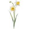 Dec - Narcissus