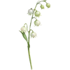 May - Valley Flower