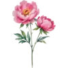 November - Peony