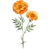 October - Marigold