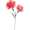 January - Carnation