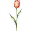 April - Tulip