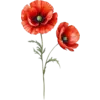 August - Poppy