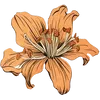 Image 24