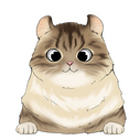  american curl 1