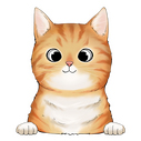  american wirehair 2