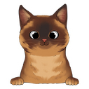  burmese 1