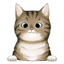  american wirehair 1