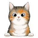  american wirehair 4