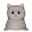  british shorthair 1