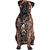 Bullmastiff (7)