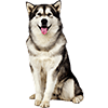 Alaskan Malamute (1)